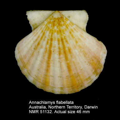 Annachlamys flabellata.jpg - Annachlamys flabellata(Lamarck,1819)